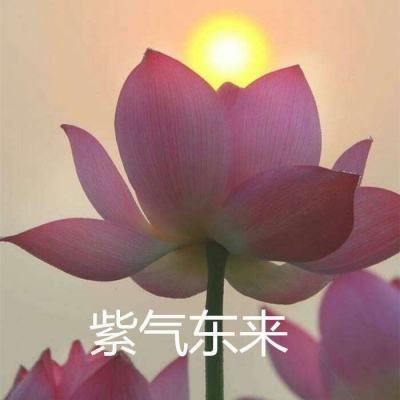 守护者之森手游下载